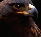 Adler
